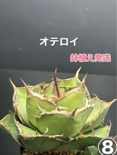 エマエマ！様 リクエスト 3点 まとめ商品