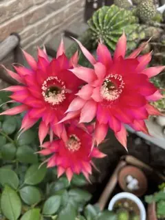 花サボテン【白檀】、カキコ_811_2370 - メルカリ