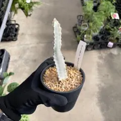 ユーフォルビア ホワイトゴースト　＊同梱推奨商品