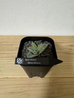 2025年最新】清櫻 アガベの人気アイテム - メルカリ