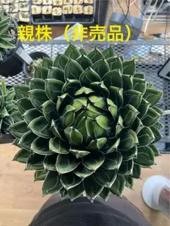 2026年最新】アガベ ビクトリアレジーナ Agaveの人気アイテム - メルカリ