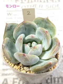 7-14】 モンロー錦 多肉植物 - メルカリ