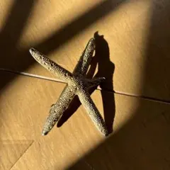 ヒトデバレッタ