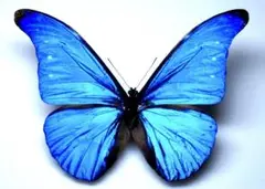 レテノールモルフォ ssp.mariajosianae 蝶標本 レテノールモルフォssp.mariajosianae 蝶標本