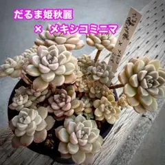 ぴょんすけ様 リクエスト 4点 まとめ商品