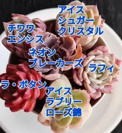 多肉★エケベリア・6苗セット★No.11 ◎根付き 5苗・カット1苗