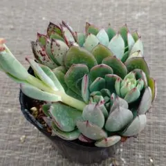 メル73374様 リクエスト 3点 まとめ商品