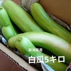 バングラデシュ野菜 ラウ（夕顔／Bottle Gourd）新鮮採れたて 5kg