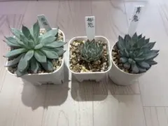 ミックスベリア青鬼、赤鬼、桜鬼 多肉植物 エケベリア アガベ