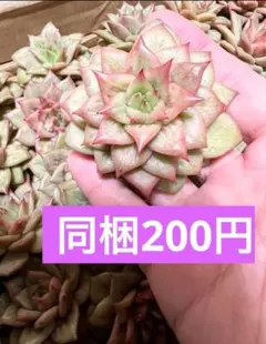 Mio様 リクエスト 2点 まとめ商品