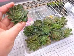 アエオニウム 2種セット - メルカリ