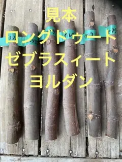 2025年最新】いちじく穂木の人気アイテム - メルカリ