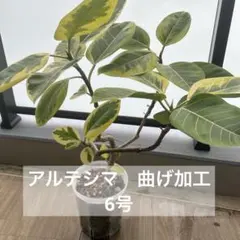 2025年最新】フィカスアルテシマの人気アイテム - メルカリ