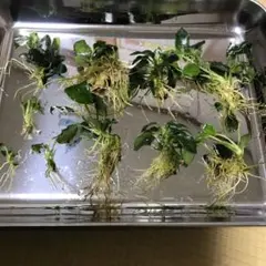 kurasawa様 リクエスト 2点 まとめ商品