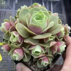 波姫紅薔薇　大群生　モリモリ　グリーノビア　多肉植物のサムネイル