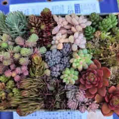 つみれ様専用 セダムエケベリアセット　カット苗　多肉植物