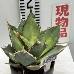 《ティラノサウルス》アガベ『チタノタ　覇王竜』4号(12cm)鉢　#465のサムネイル