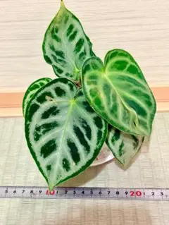 超希少‼️アンスリウム 斑入（メガトロン×ドミノ）×ミシェル 実生苗1枚