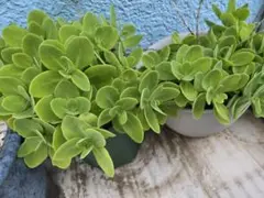 2026年最新】多肉 植物 抜き 苗の人気アイテム - メルカリ