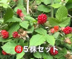 ⭐️⭐️野苺苗大株5株⭐️⭐️ 3250円→1200円 草苺 クサイチゴ 木苺　野いちご