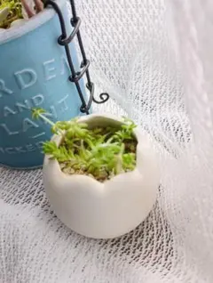多肉植物 寄せ植えにGood カット苗