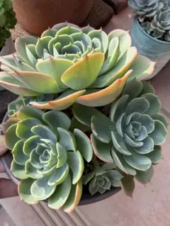 多肉植物 七福神 抜き苗 - メルカリ