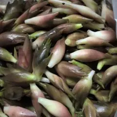 みょうが（500g）のサムネイル