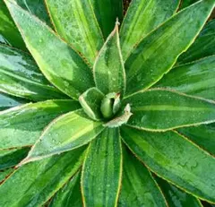 2025年最新】ブルーグロー アガベの人気アイテム - メルカリ