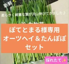 ぽてとまる様専用　生牧草オーツヘイ　たんぽぽセット