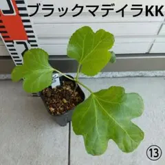 イチジク Black Zadar 「ブラックザダー」 良苗木 挿木 苗 - メルカリ
