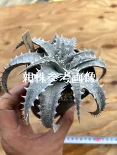 リトルダディ様 リクエスト 2点 まとめ商品