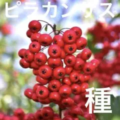 メリハリばあちゃん様 リクエスト 2点 まとめ商品