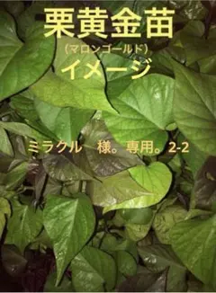 ミラクル　様。専用。 栗黄金（マロンゴールド）苗25本。2-2