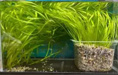 水草 バリスネリア　約20株　メダカ　水槽などにのサムネイル