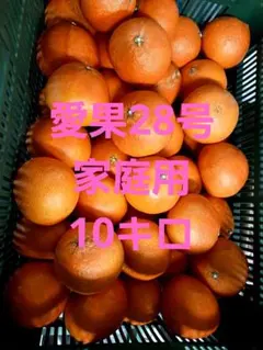 2026年最新】愛果28号 10kgの人気アイテム - メルカリ