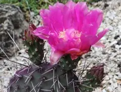 輸入苗 opuntia camanchica オプンチア サボテン 多肉植物 - メルカリ