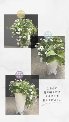 2026年最新】綱木紋の人気アイテム - メルカリ