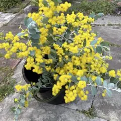 限定1箱！パールミモザ！ アカシア ☆保水あり！ 80サイズ