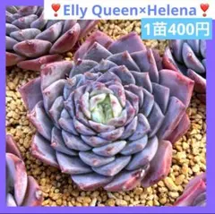 2025年最新】エリークイーンの人気アイテム - メルカリ