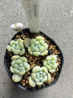 れらそあ様 リクエスト 2点 まとめ商品