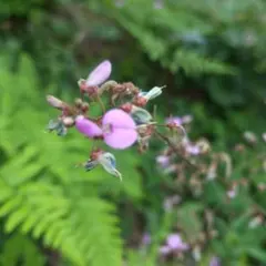 ヌスビトハギ抜き苗2苗・山野草・農薬不使用＋おまけの種か苗