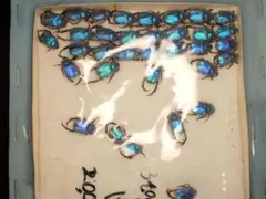 最美麗種！】HOPLIA COERULEA 標本 シンジュアシナガコガネ 昆虫