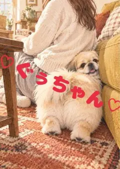 《一点限り》ペキニーズ 犬 飼い主 かくれんぼ 甘える