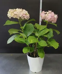 sabi様 専用 》 鹿野の華 ヤマアジサイ ポットのままお届け 紫陽花