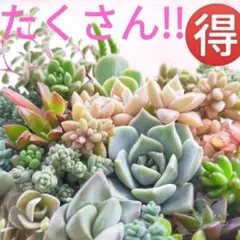 多肉植物 寄せ植え たくさん!! カット苗 詰め合わせ ラブリーローズなど ③