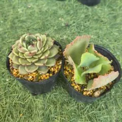 多肉植物　抜き苗セットC