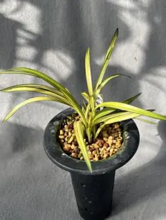 2026年最新】韓国 春蘭の人気アイテム - メルカリ