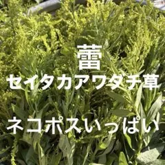 福岡県産　セイタカアワダチソウ蕾　ネコポスいっぱい　♡