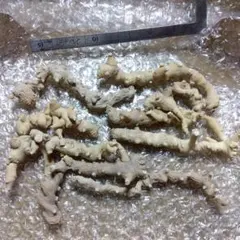 徳島産ニンジン　　箱抜き約20kg 秀品 徳島産ニンジン 箱抜き約20kg 秀品 - メルカリ