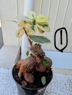 R*i様 発根済み⬛︎ 白 パンダ ガジュマル ⬛︎ 希少 ホ*丸様 元祖⬛︎ 白 パンダ ガジュマル ⬛︎挿し木専用 ホ*丸様